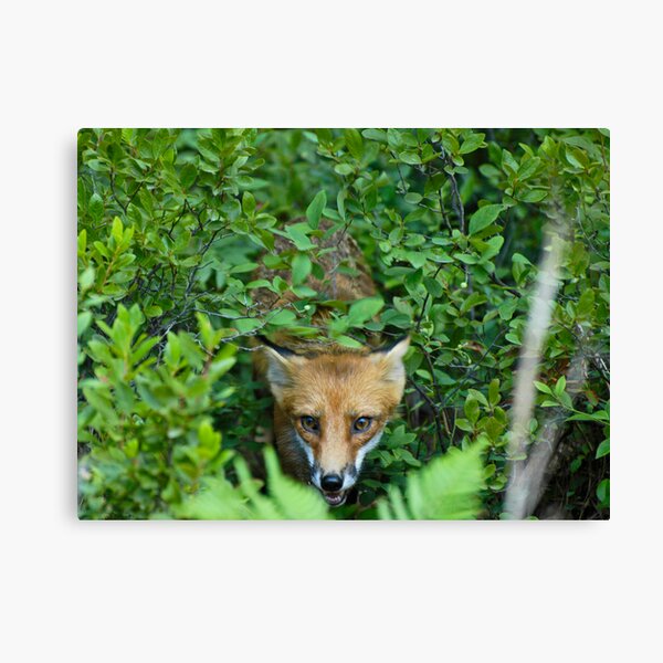 Fox Chase Canvas Print
