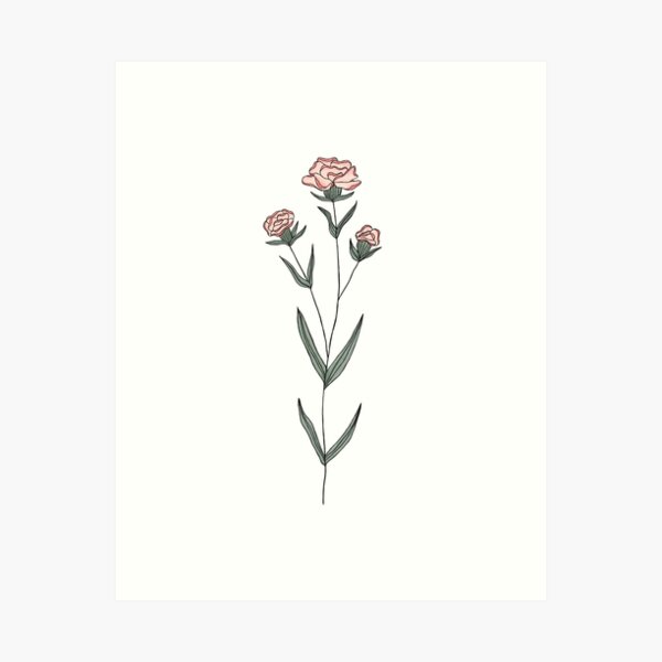 Carnation  January Birth Flower Line Illustration  Stock Illustration  88467501  PIXTA