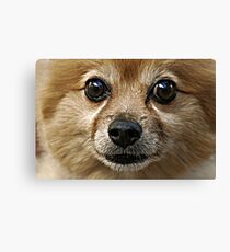 Omar Canvas Print
