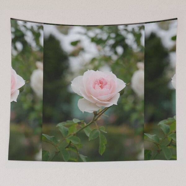 Aperçu de l'œuvre Rose rose pâle créée et vendue par lizdomett.