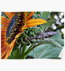 Assassin Bug with Sunflower Poster