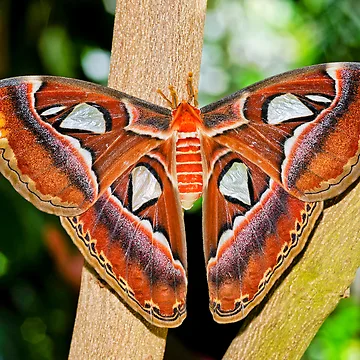 Aperçu de l'œuvre Atlas Moth (Reworked) de Bonnie T.  Barry
