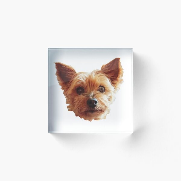 Item preview, Yorkshire Terrier face designed and sold by GillyMc.