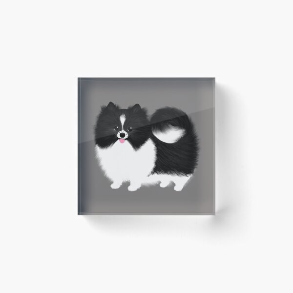 Black and White Parti Pomeranian | Cute Black and White Fluffy Dog Acrylic Block