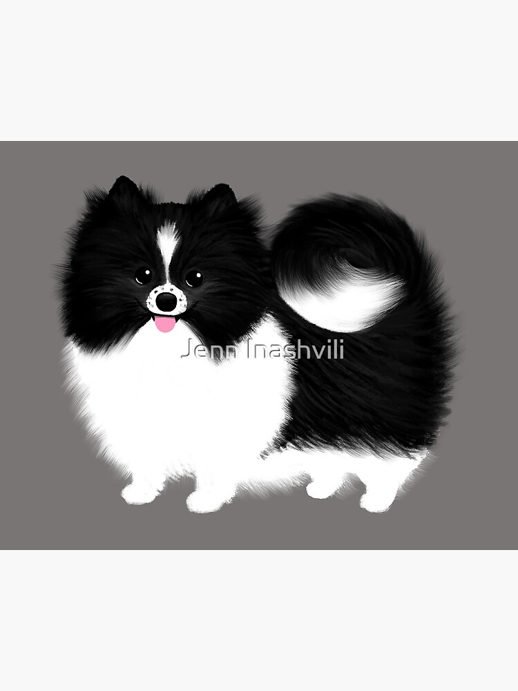 fluffy black and white dog