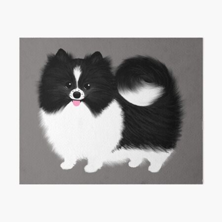 panda pomeranian for sale