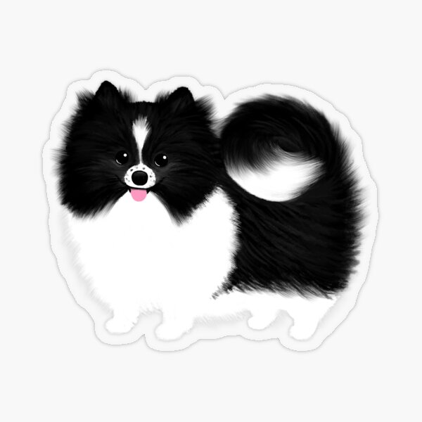 Pegatinas Pomeranian Blanco Y Negro Redbubble