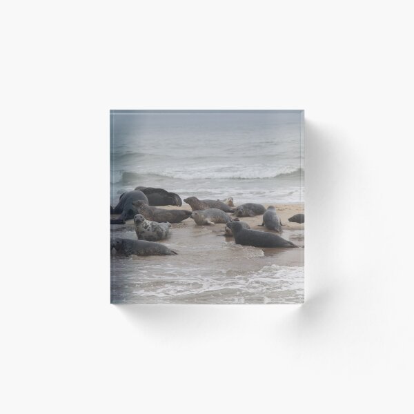 Item preview, Cape Cod Seals designed and sold by MarkBethoney.