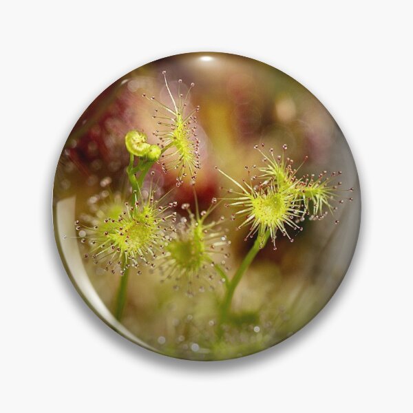 Item preview, Drosera hookeri designed and sold by tasturm1.