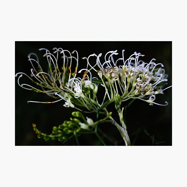 Item preview, Grevillea intricata designed and sold by andrachne.