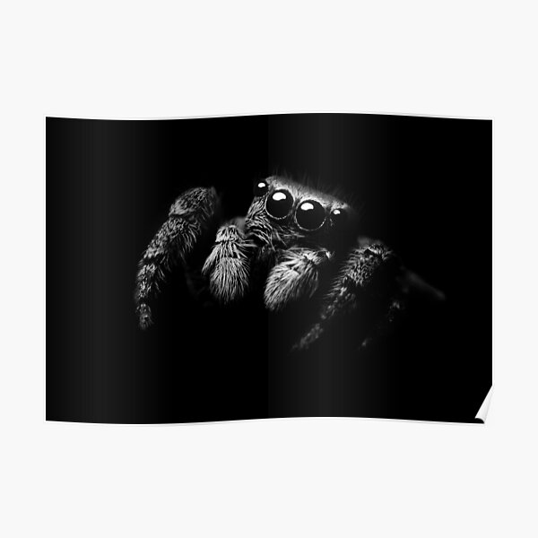 Black & White Jumping Spider Print Poster