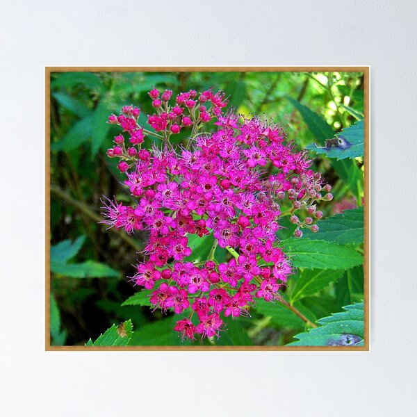 Item preview, Spirea designed and sold by Paul Lubaczewski.