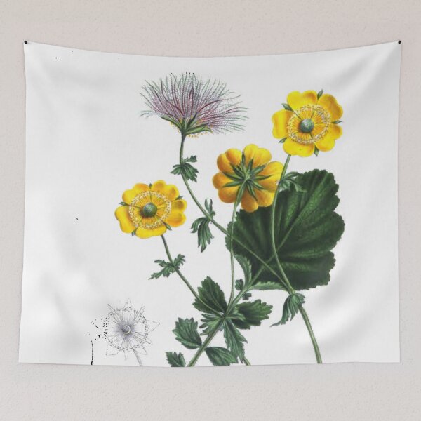 Item preview, Sieversia montana - Vintage Botanical Print - 1837 designed and sold by Douglas E. Welch Design and Photography.