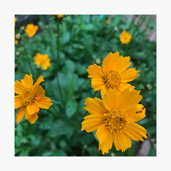 Coreopsis Flower Photographic Print