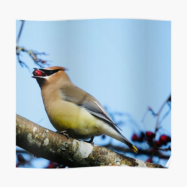 Cedar Waxwing with a Rowan Berry Poster