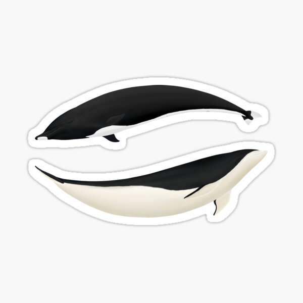 Item preview, Northern & Southern Right Whale Dolphin. designed and sold by Selena Rivera.