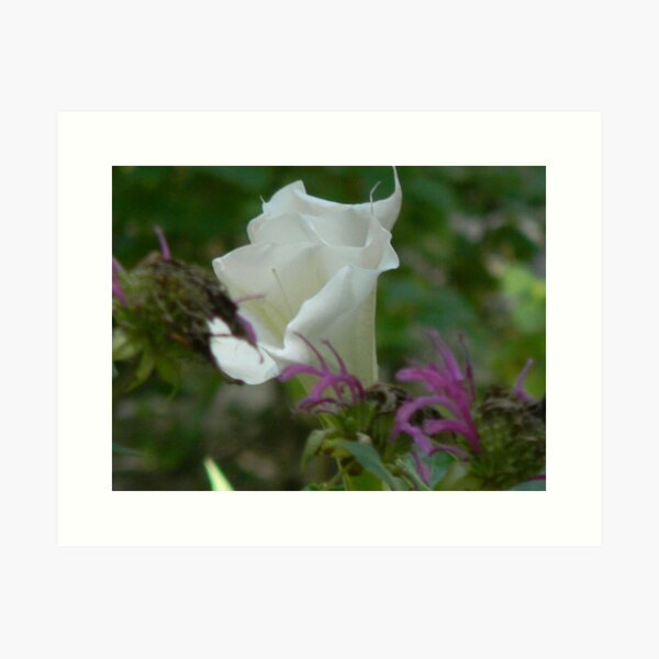 Aperçu de l'œuvre Moonflower, or Sacred Datura créée et vendue par Navigator.