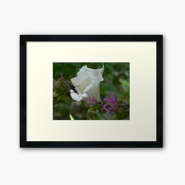 Aperçu de l'œuvre Moonflower, or Sacred Datura créée et vendue par Navigator.