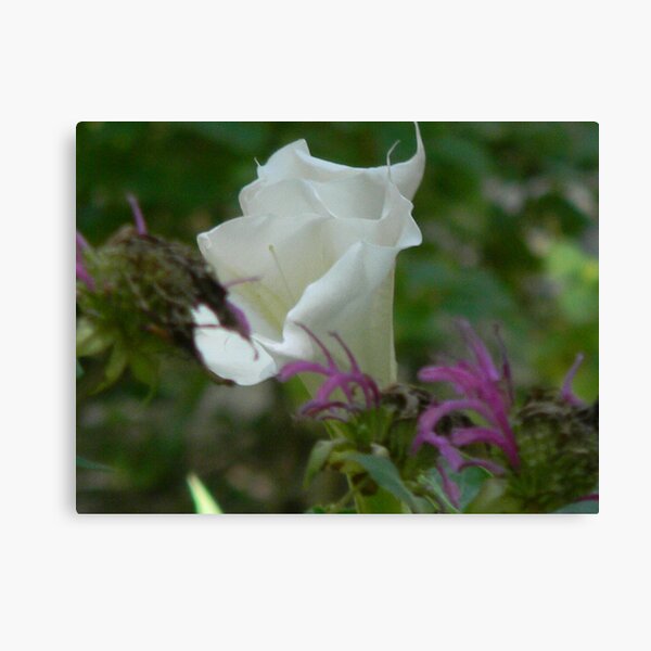 Aperçu de l'œuvre Moonflower, or Sacred Datura créée et vendue par Navigator.