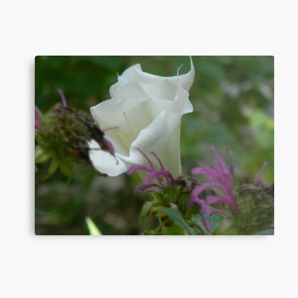 Aperçu de l'œuvre Moonflower, or Sacred Datura créée et vendue par Navigator.