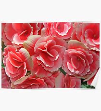Softness Poster