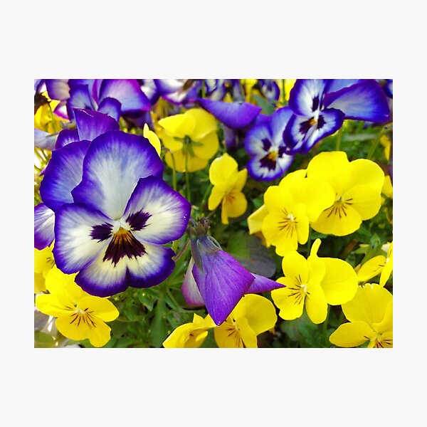 Pansies Photographic Print