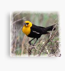 Yellow Headed Blackbird Canvas Print