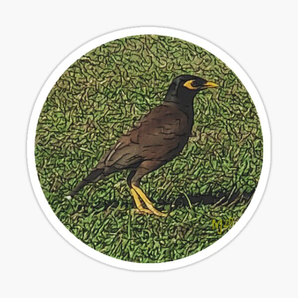 Myna Bird Stickers – B. Miyo Art