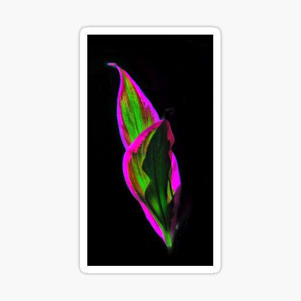 luminous Sticker
