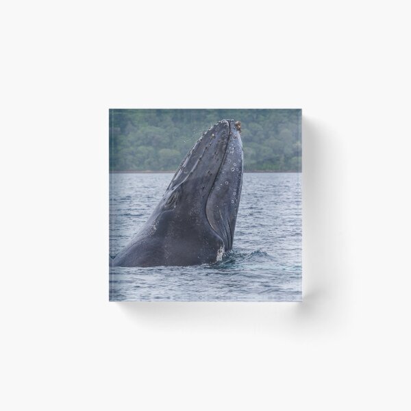 Item preview, Close-up of a humpback whale breaching designed and sold by wellsie82.