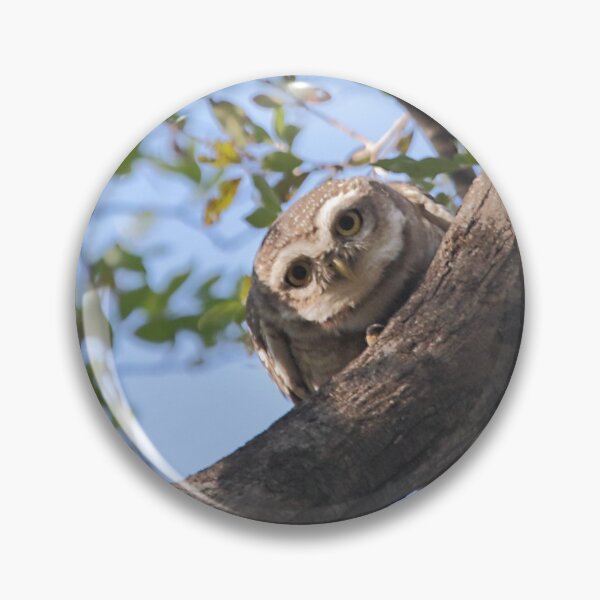 Item preview, Spotted Owlet designed and sold by Carole-Anne.