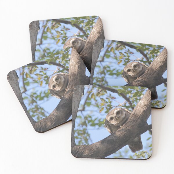 Item preview, Spotted Owlet designed and sold by Carole-Anne.
