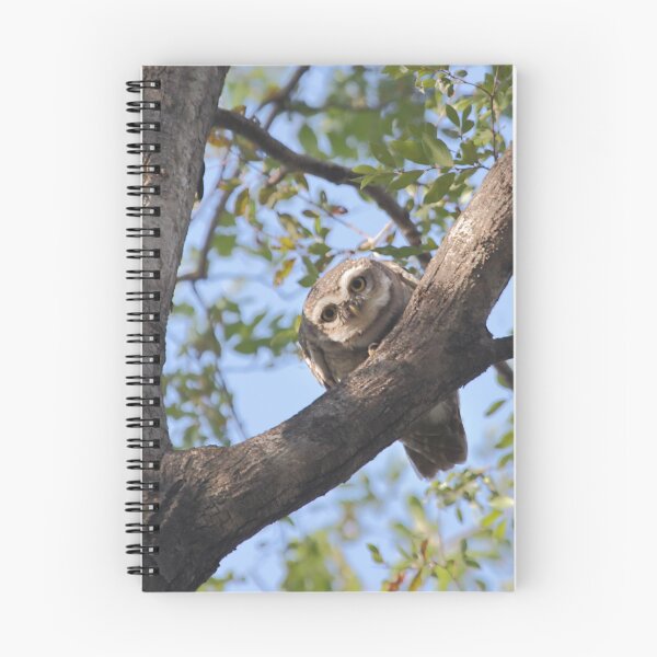 Item preview, Spotted Owlet designed and sold by Carole-Anne.