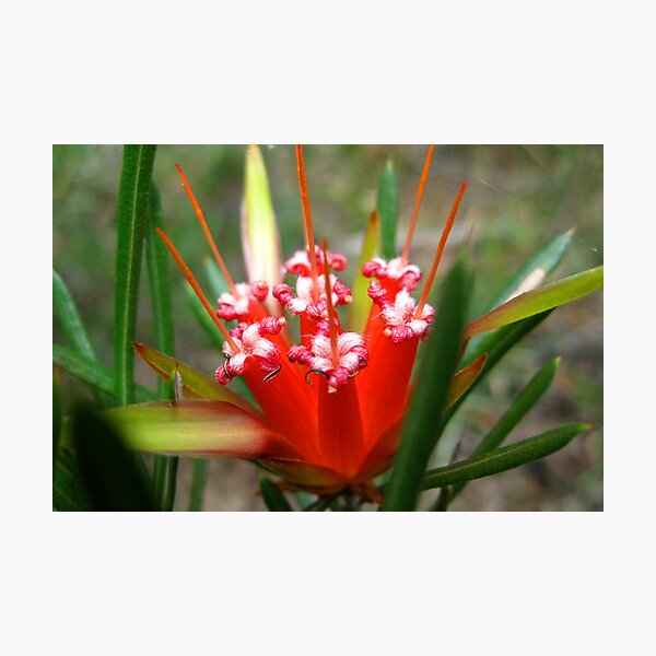 Wild Flower - St Mary's Towers Retreat Centre NSW Photographic Print