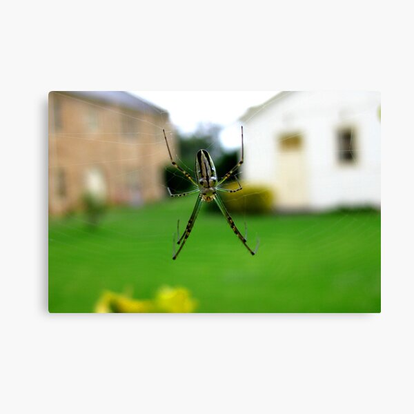 Spider - St Mary's Towers Retreat Centre NSW Canvas Print