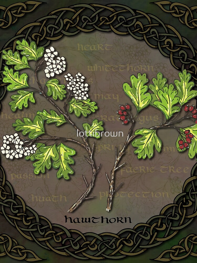 Celtic Hawthorn by lottibrown