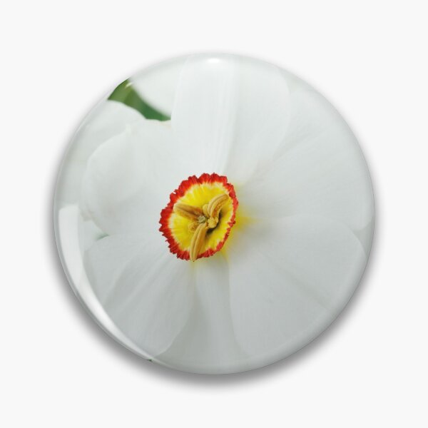 Item preview, Narciso & # 39; Actaea & # 39; AGM Division 9 Poeticus Daffodil designed and sold by Chris Burrows.