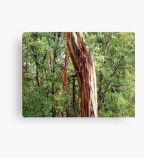 Red Bark Canvas Print