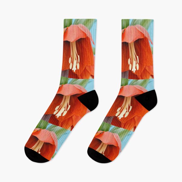 Item preview, Fritillaria imperialis  'Rubra'  Crown imperial  Fritillary designed and sold by Chris Burrows.
