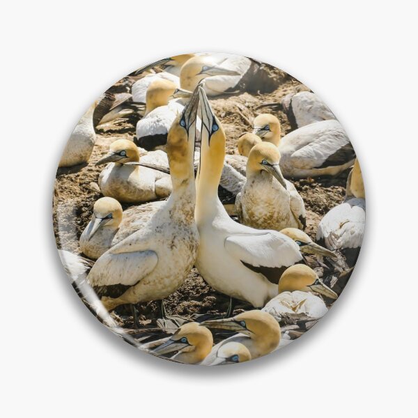 Item preview, Gannets designed and sold by MJ-Piccys.
