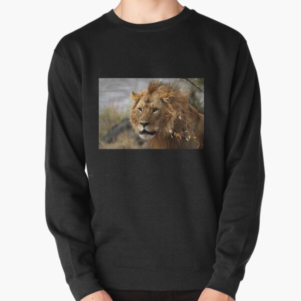 Cat: Large Male Lion Looking Intently as He Comes Out of the Bush, Maasai Mara, Kenya Pullover Sweatshirt