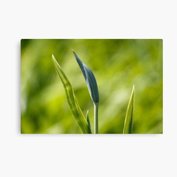 Budding Green Canvas Print