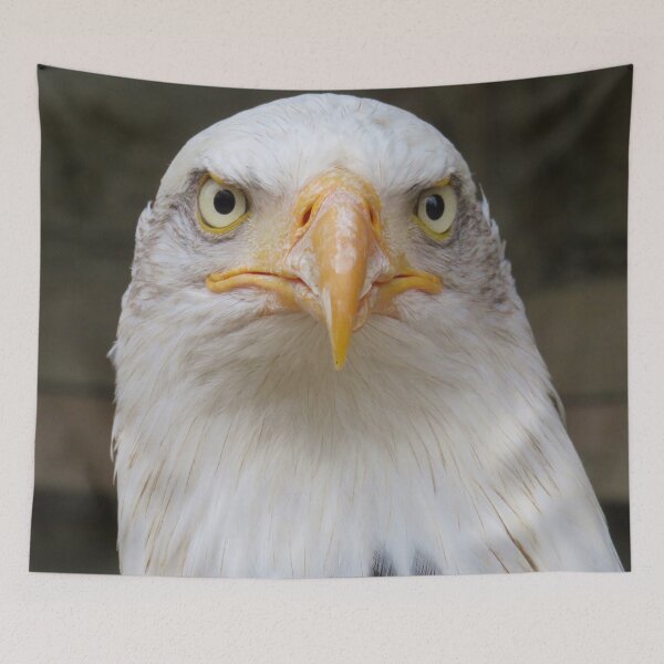 Item preview, Getting the evil eye from a Bald Eagle designed and sold by PPFImages.
