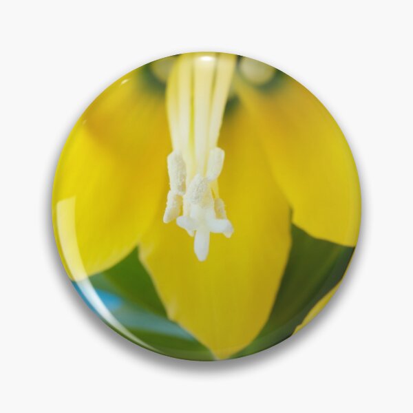Item preview, Fritillaria imperialis  'Maxima Lutea'  AGM  Crown imperial   designed and sold by Chris Burrows.