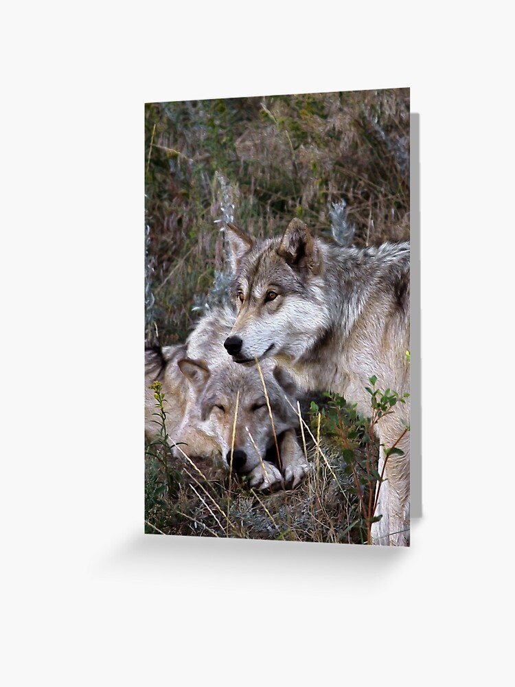 Tarjetas de felicitación «Dos hermosos lobos» de roadsidestills | Redbubble