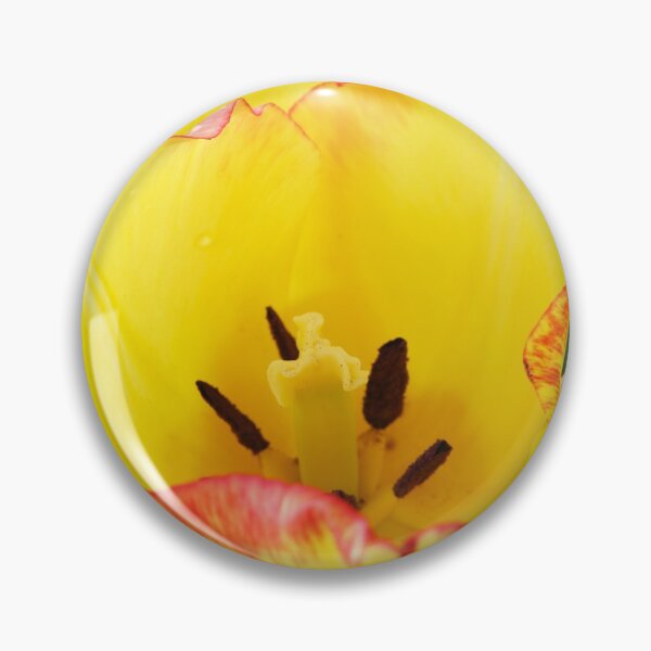Item preview, Tulipa  'Cape Town'  AGM  Tulip  Single Early Group  designed and sold by Chris Burrows.