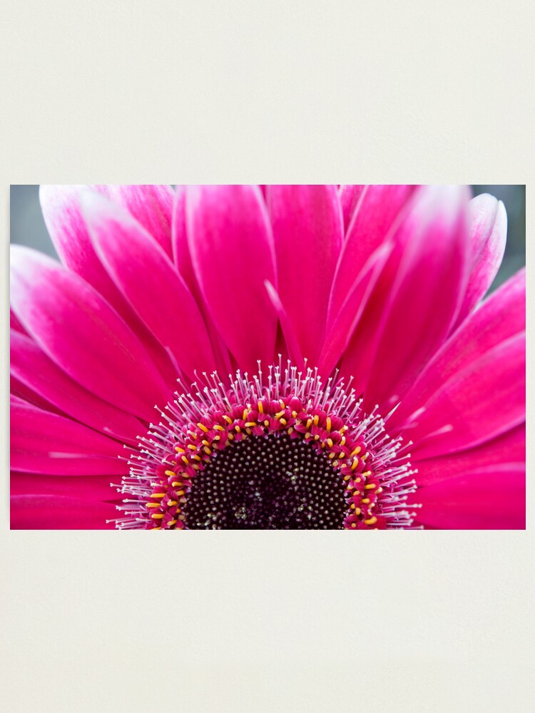 Alternate view of Day 355 - 29th June 2012 Photographic Print
