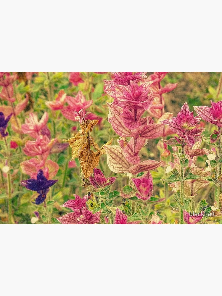 Floral by blackhalt