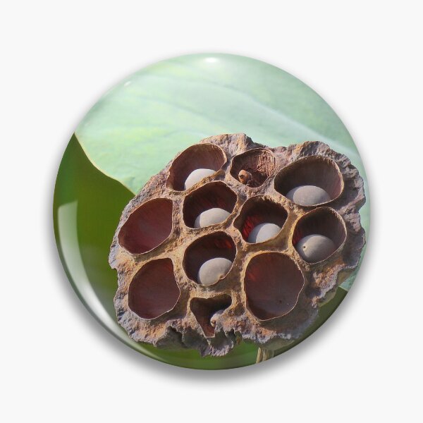 Item preview, Lotus Seed Pod ... Potential designed and sold by Linda Walsh.