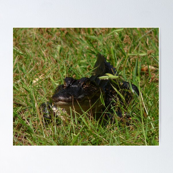 Item preview, Alligator Portrait #4. Melbourne Shores. designed and sold by christopher kusik.